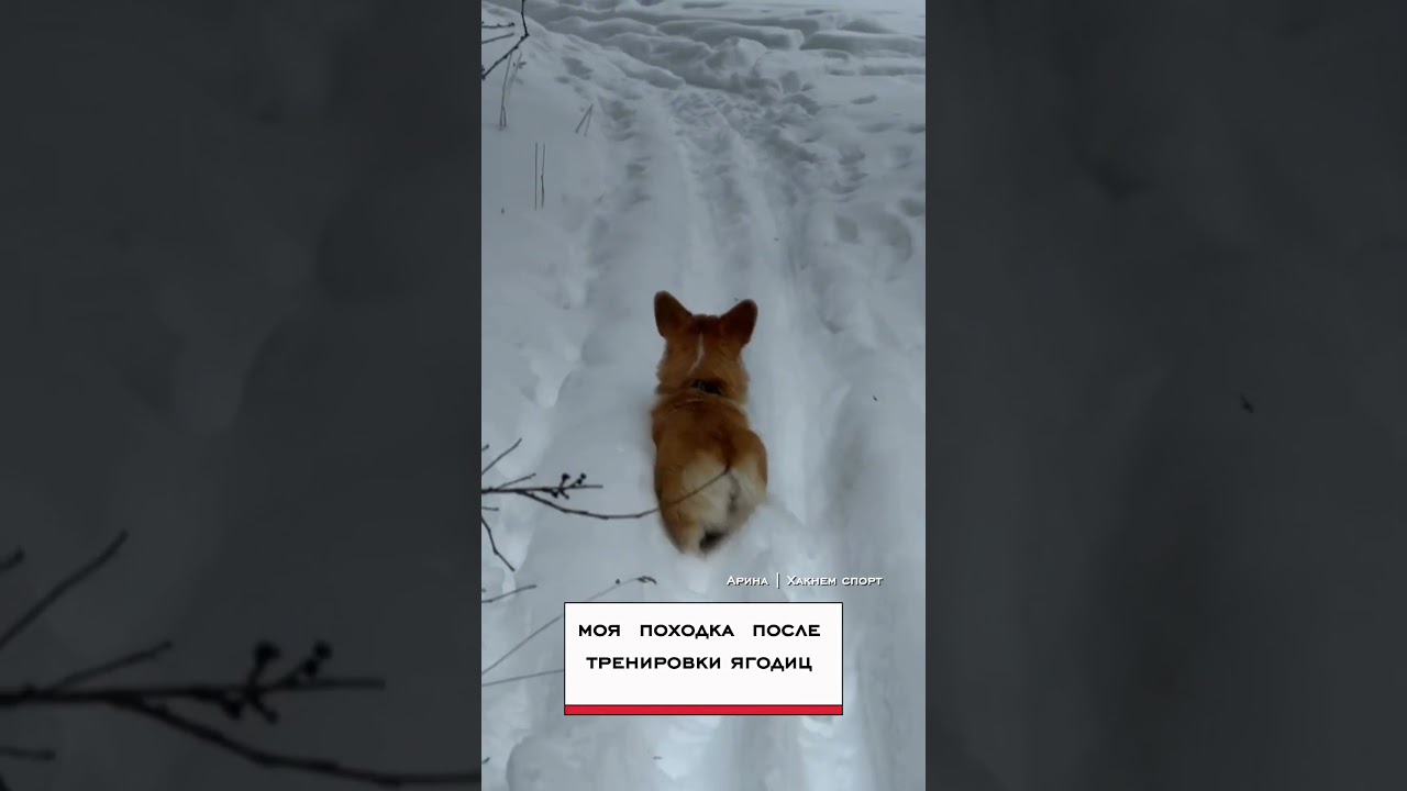 Индикатор хорошей тренировки ТГК Strongest_berry