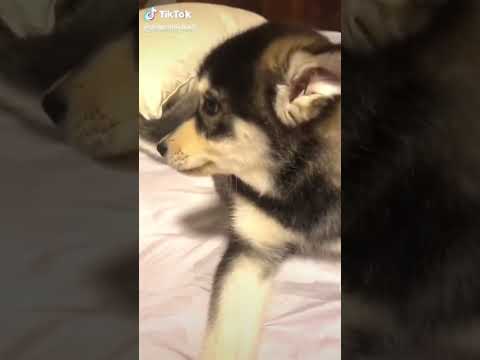 Video: 12 Překvapivě rozkošný GIF svrbení psů