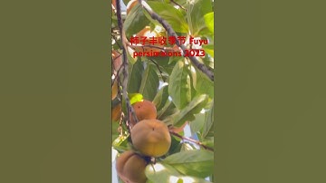 柿子丰收季节 Fuyu persimmons 2023￼