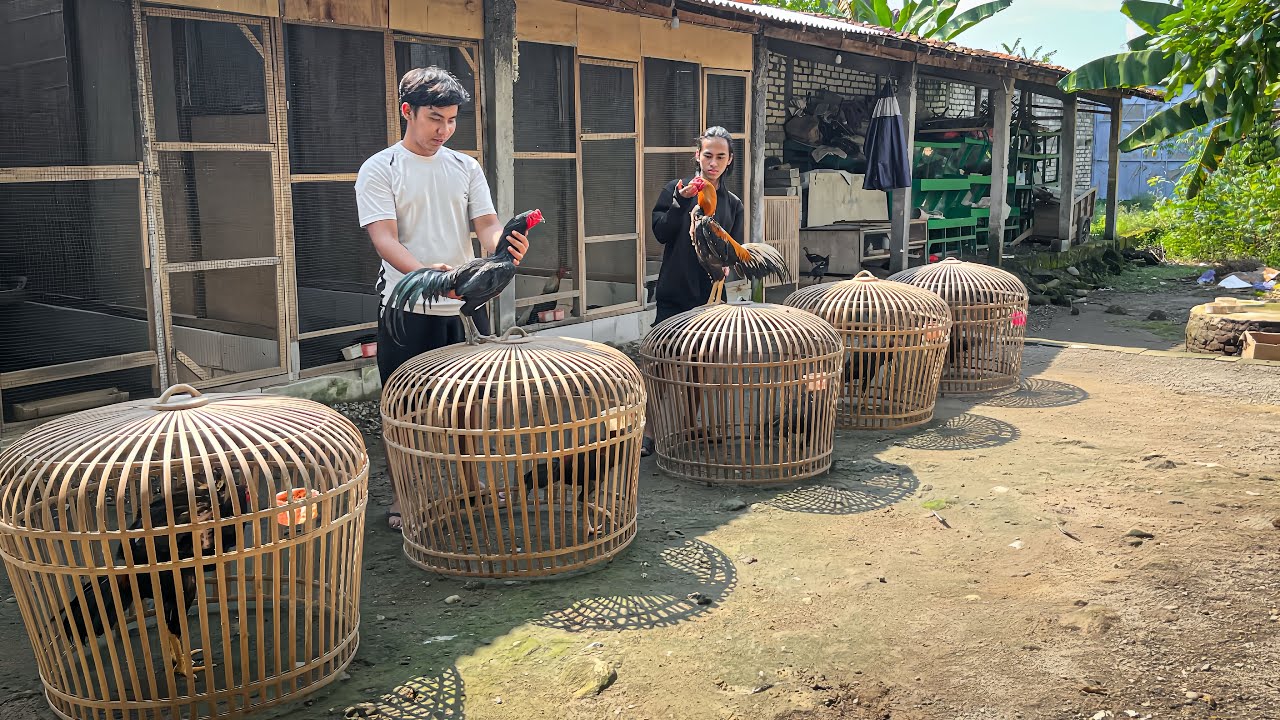 MAIN Ke KANDANG PETERNAK AYAM BANGKOK || PART 1