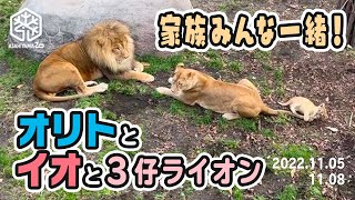 【旭山動物園】同居が始まりました！🦁🐱🐱🐱🐱家族みんな一緒✨オリトとイオと３仔ライオン(11/5, 11/8) [Asahiyama Zoo]  Lion, Orito's Family.