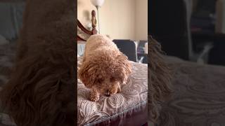 Goldendoodle Playing With My Socks 🐶❤️