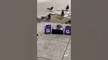 Dj Pigeon Funny Video 