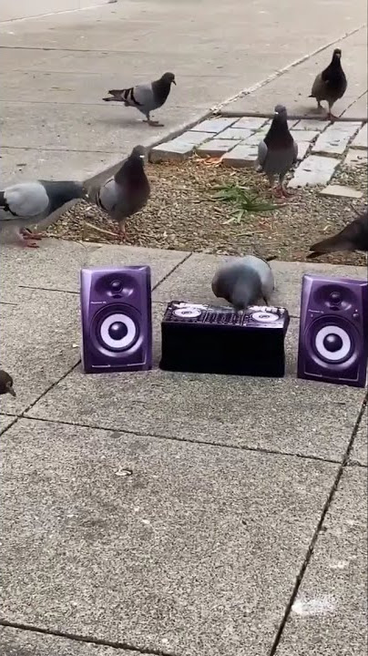 Dj Pigeon Funny Video