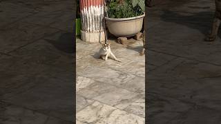 Accident cat on road #catshorts #accidentscaughtoncamera #injuries  #injuryupdates #handicaped #cat