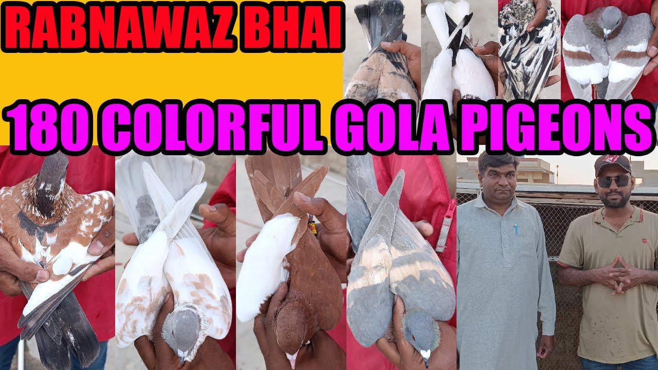180 Colorful Fighter Gola Pigeons Loft Rabnawaz Bhai Rangeen Kabooter Guliyar Kabray Sherazi Khal