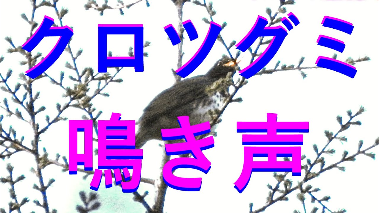 クロツグミ の 鳴き声