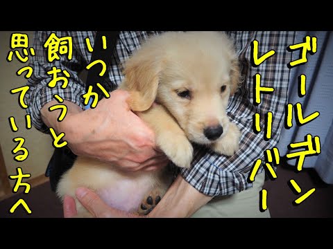 ゴールデンレトリバーを成犬まで育てて改めて感じたこと！子犬を迎えようと考えている方へ