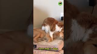 Cat gives dog massage of a lifetime #shorts #shortsfeed #animalvideosfunny