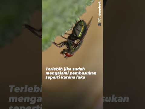 Video: Mengapa lalat hinggap pada manusia? Apa yang menarik mereka?