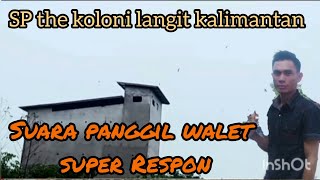 SP the Koloni Langit Kalimantan suara panggil walet super respon