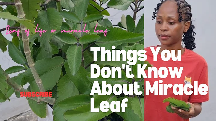 HOW TO USE MIRACLE LEAF/LEAF OF LIFE: Nature's Healing Secrets