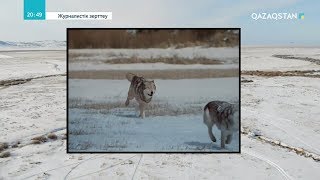 Қасқыр адамдардан қалай із жасырады? / Журналистік зерттеу. Көкжалдар құпиясы