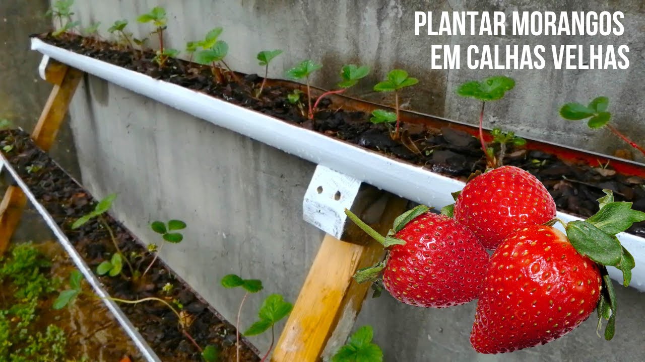 Jogos da Moranguinho - Colhendo Morangos (Harvesting Strawberries