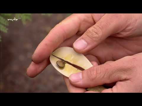 Video: Was ist ein Paradiesvogelstrauch: Wie man einen gelben Paradiesvogel anbaut