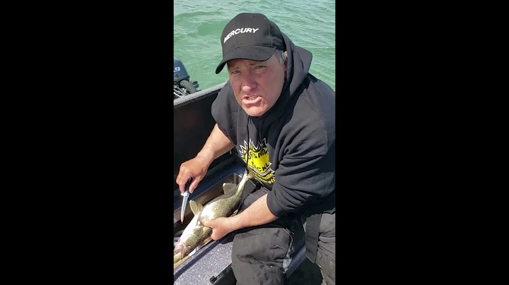 How To Bleed A Walleye