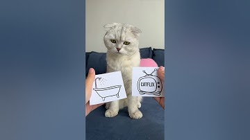 🥲🥲🥲 #cat #cats