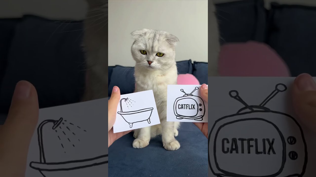  Cat Cats