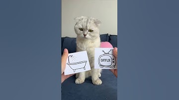 Thumbnail of 🥲🥲🥲 #cat #cats