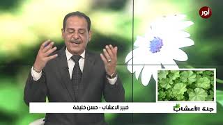 الخبيزة و فوائدها وأهم استخداماتها العلاجية !!!! مع خبير الاعشاب حسن خليفة - جنة الاعشاب
