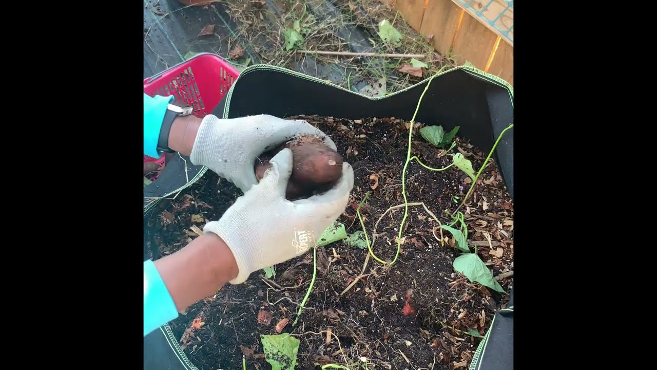 Sweet Potato Harvest. Tahitian Sweets! #gardening,  #harvesting, #growyourownfood