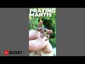 Praying Mantis in the Garden - My Favourite Beneficial Insect #SHORT