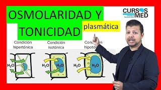 OSMOLARIDAD PLASMÁTICA, OSMOSIS Y TONICIDAD explicado FÁCIL.