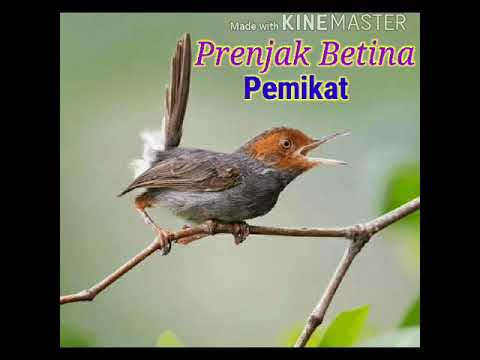 Suara prenjak betina pemikat atau masteran MANTAP!!