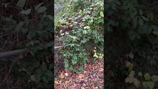 The harrowing tale of the fox and the hound…that had to poop