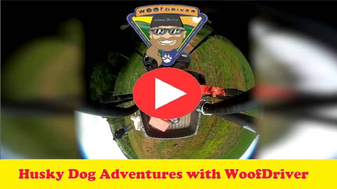 Husky Dogs Free Ranging 360 Degree Views on the Farm husky siberiano blanco