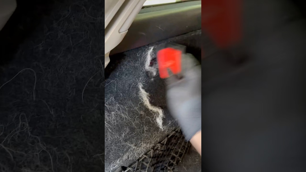 Günstige Methoden um Tierhaare aus dem Auto zu entfernen wie ein Profi ! 