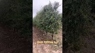 ¿Porque siendo los mayores productores de aove del mundo, no manejamos el mercado?