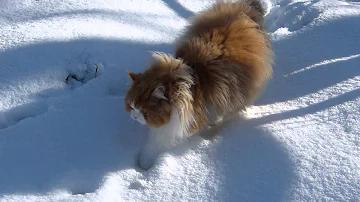 Cat snow walking technique