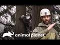 ¡El nido será todo un reto! | Animal Planet