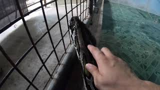 Giant Python @ Loboc,Bohol Philippine 2018