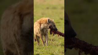 हयेन ने भैस का शिकार किय है 🐃 #build #nature #documentary #wildanimals