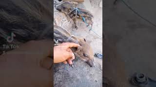 Cara Biar Babi Hutan Tidak Stress Dan Biar Jepat Jinak Harus Tiap Hari Di Elus Elus