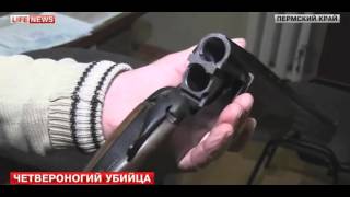 В Пермском крае охотничий пес случайно застрелил хозяина В Пермском крае охотничий пес случайно застрелил хозяина