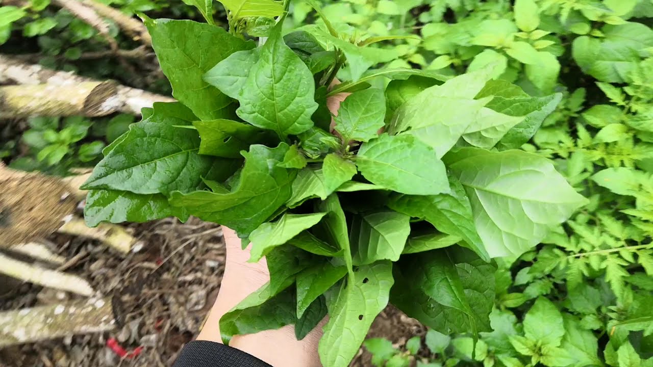 Giới thiệu các loại rau rừng ăn được! - YouTube