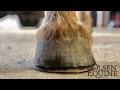 Olsen Equine’s Barefoot Trim, a step by step guide