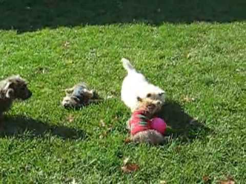 Cairn Terrier Rescue Puppies in NJ- Part 1 of 5