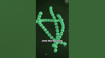 Rediscovering a Superbug Slayer: Nourseothricin #health #medical #bacteria #science #biology #dna
