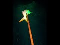 Night Spearfishing #freediving #spearfishing