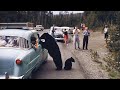 A road trip across the United States of America in 1955 | in color