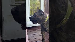 Question, you should ask yourself before you get  presa  Canario