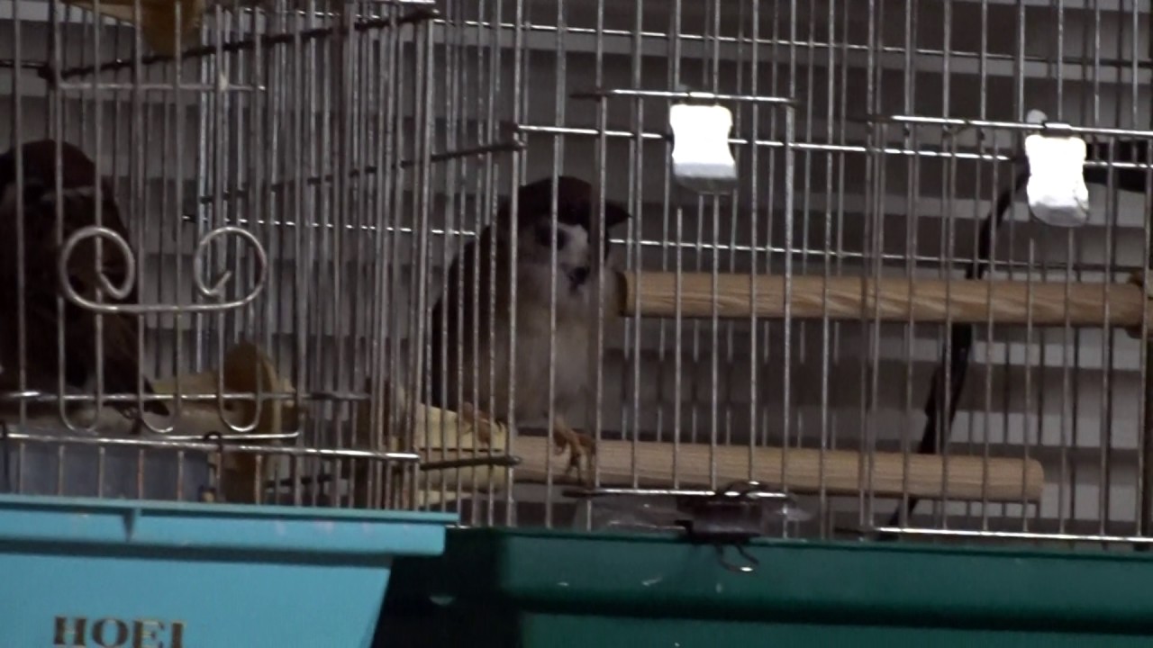 スズメの警戒する鳴き声と それに反応するボタンインコの声 Youtube