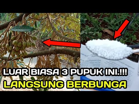 3 PUPUK INI.!!! DURIAN LANGSUNG BERBUNGA || agriculture grafting, perkebunan durian