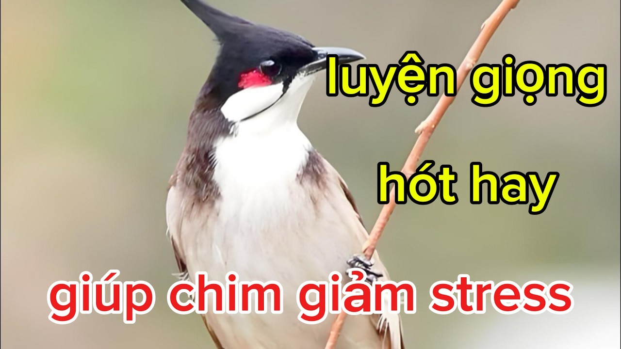 chào mào hót sáng kích chim bổi hót | luyện giọng chào mào