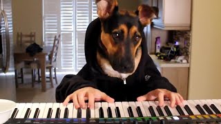 ⁣16 Funny Pets Video Compilation 2016