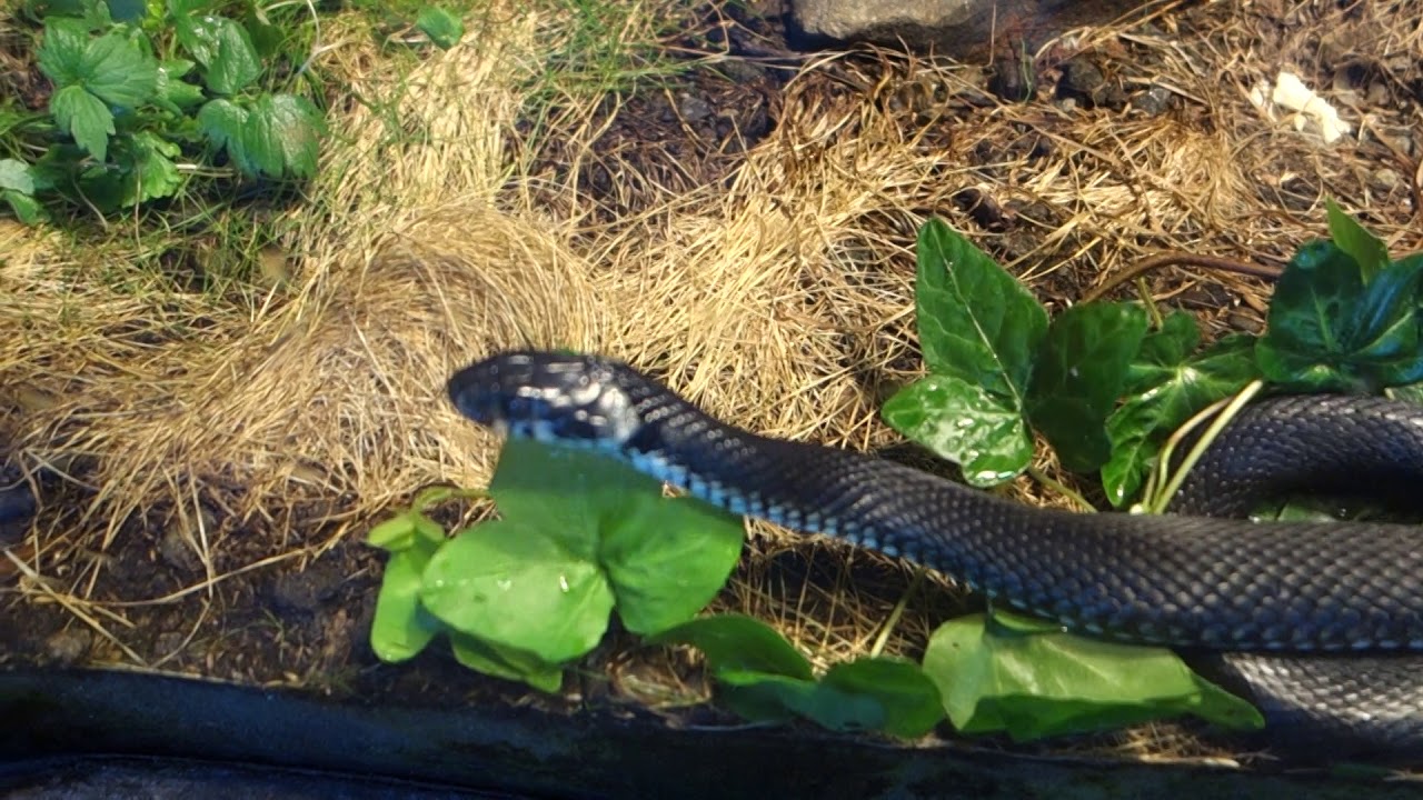 Universeum Gothenburg 2018